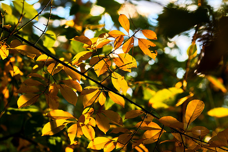 秋天的金色温暖柔和的颜色。橙黄色叶子的树枝