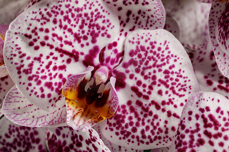 斑点花摄影照片_白色花朵盛开，紫色圆点全帧照片。