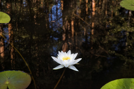 荷花植物摄影照片_森林湖上的睡莲白睡莲