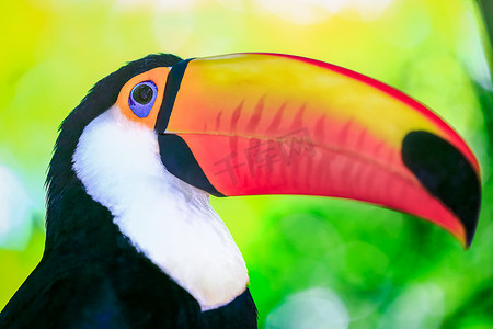 巴西潘塔纳尔湿地色彩缤纷、体贴的托科巨嘴鸟热带鸟