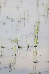 绿头水稻在水面上种植小麦