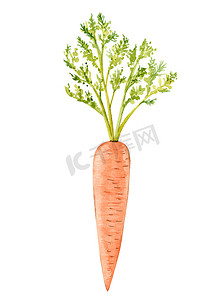 水彩橙色胡萝卜蔬菜上白色孤立