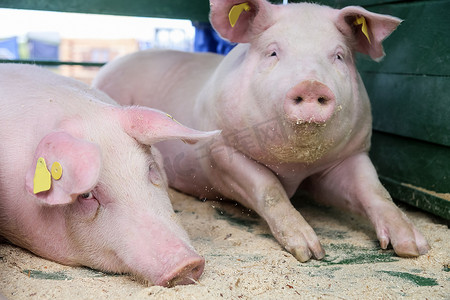 春天，晚餐前，两只猪在猪栏里休息。