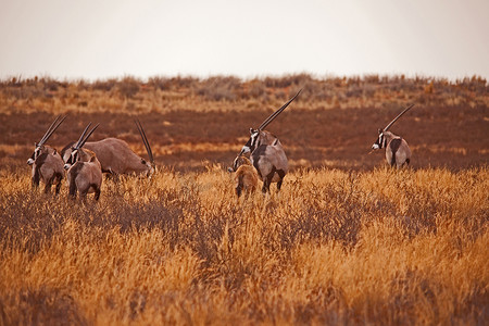 卡拉哈里摄影照片_卡拉哈里羚羊群 5088