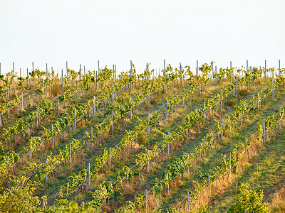 国家发展摄影照片_无人机观察葡萄树植物葡萄园或农业果园土地，以实现葡萄酒的可持续性、生长和发展。