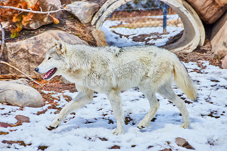 白狼在公园雪景中行走