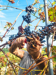 高级山水摄影照片_意大利皮亚琴察 — 2022年9月，白人高级农民收获葡萄