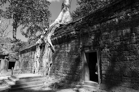 塔布茏寺寺庙上的一根树根