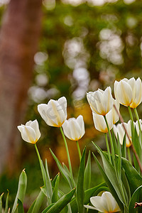 早春阳光明媚的日子，美丽的白色郁金香生长在花园里。