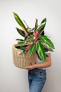 女孩拿着 Stromanthe 三色盆栽植物反对白墙背景。