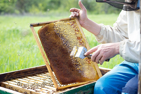 养蜂人清理蜂蜜框。