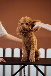 训宠物摄影照片_宠物屋里美丽的棕色贵宾犬和训狗师