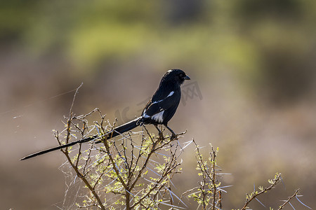 鹊摄影照片_南非克鲁格国家公园的鹊伯劳