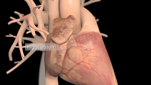 人的心脏，现实的解剖学