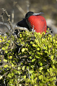 壮丽的军舰鸟，加拉帕戈斯国家公园，厄瓜多尔
