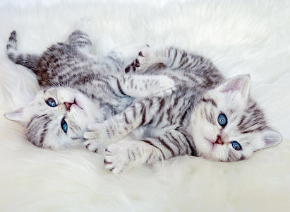 两只年轻的英国短毛银虎斑猫躺在玩托格