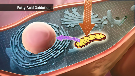 脂肪酸氧化，将脂肪酸转化为乙酰基的线粒体有氧过程