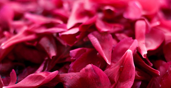 浪漫的抽象花卉背景，水中的粉红色花瓣