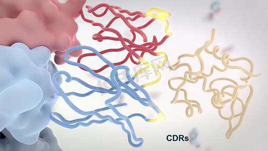 药物分子摄影照片_典型抗体分子的结构。抗体和氨基酸