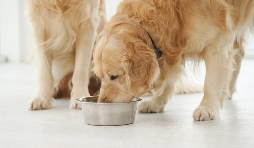 狗狗吃东西摄影照片_金毛猎犬和食物