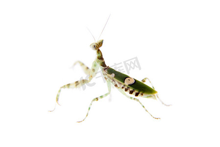 印度花螳螂，Creobroter gemmatus，白色