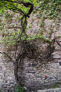生长在老石墙上的树根和树枝