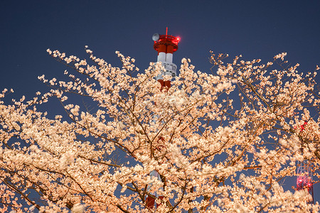 夜樱花和横滨市
