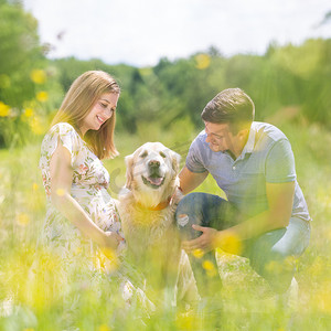 年轻快乐的怀孕夫妇在户外草地上抚摸金毛猎犬。