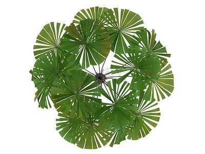 澳大利亚扇形棕榈或 Licuala ramsayi
