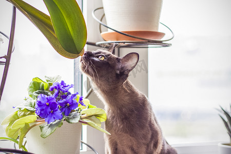 棕猫摄影照片_缅甸猫在家特写。