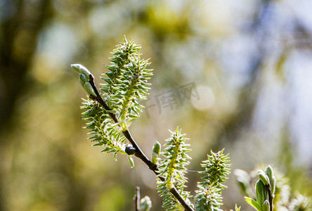 柳树（Salix caprea）的枝条在春天开放。