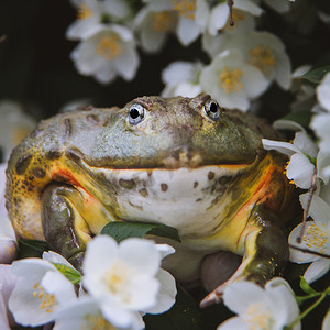 非洲牛蛙，成年雄性，有费城花丛