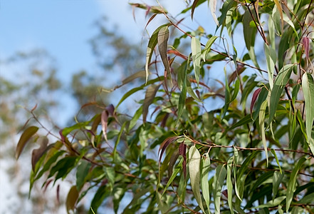 斑点花摄影照片_澳大利亚胶树 Corymbia citriodora 叶