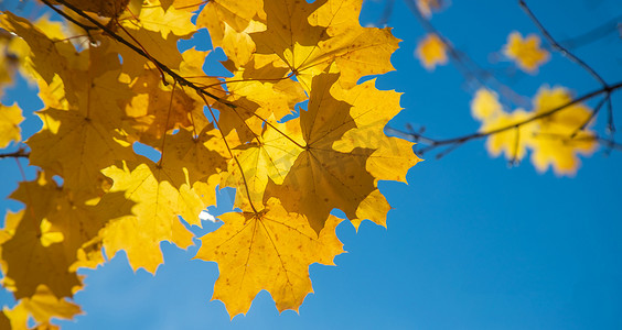秋季背景与金色枫叶，有选择的焦点