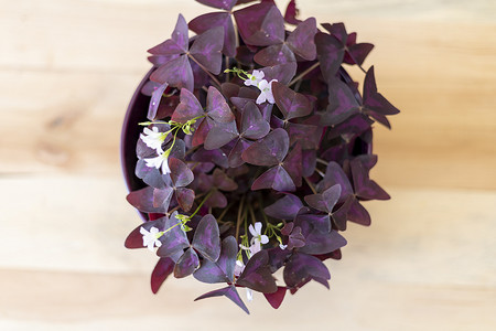 紫色三叶草植物高角度视图