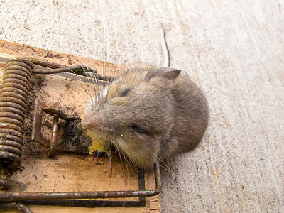 死鹿鼠、Peromyscus sp、捕鼠器杀死