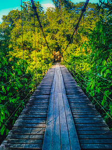 横跨自然绿色丛林湖的悬木桥
