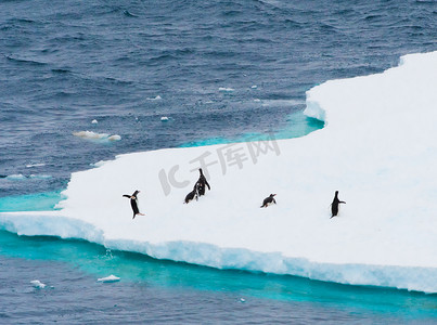 巴布亚企鹅从水中跳到冰山上
