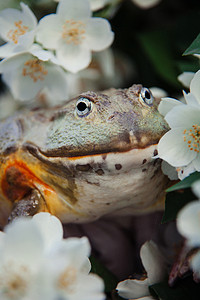 非洲牛蛙，成年雄性，有费城花丛
