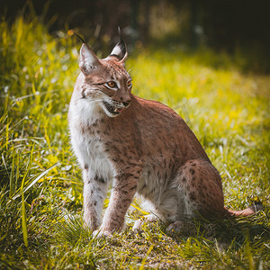 可爱的欧亚山猫，夏田的肖像