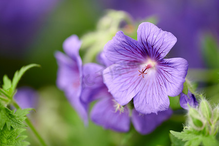 蓝色鹤嘴兰花的特写镜头，其雄蕊暴露在外，用于在偏远的田野、草地或家庭花园授粉。