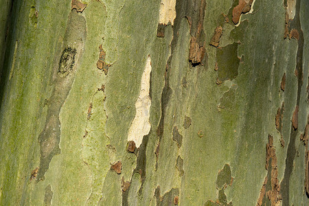 布的纹理摄影照片_悬铃木树皮的纹理。