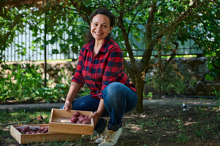成功的女性，生态农民在木箱里收集挖出的土豆。