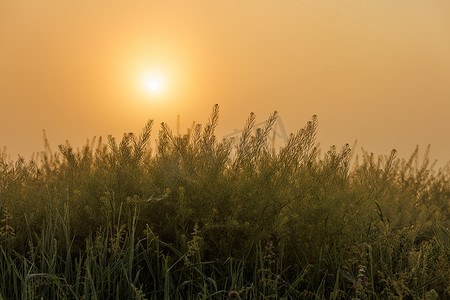 绿粉粉摄影照片_清晰的金色渐变天空中升起的太阳，模糊前景中的绿草