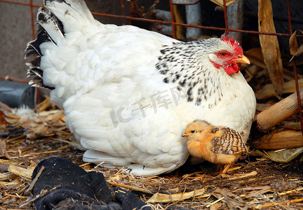 家禽农场摄影照片_母鸡和小鸡