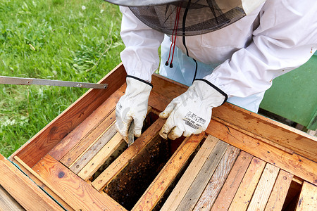 养蜂人从蜂巢中取出面板