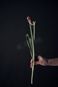 女性手捧花摄影照片_女性双手捧着一朵呆滞的花。