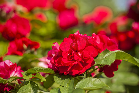 玫瑰摄影照片_公园的花坛里生长着美丽而鲜艳的玫瑰。