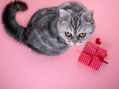 粉色背景活动摄影照片_猫满心地坐在礼物旁边，抬头看着相机，粉色背景