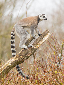 环尾狐猴（Lemur catta）